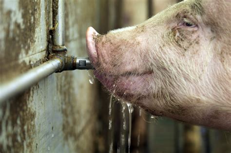 Better sow performance with higher water intake - Pig Progress