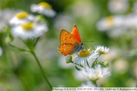 Обзор Юпитер-11А 4/135. | Радожива