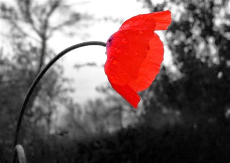 Светлинки от Даши: В жизни бывают черно - белые тона или ГО, что это такое