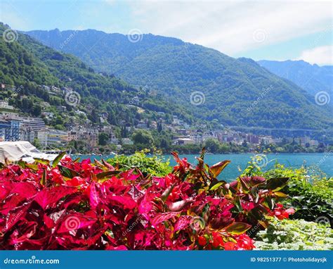 Beauty Colorful Red Flowers On Promenade In Montreux City At Lake