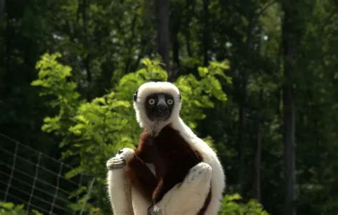 Wallpaper Lemur, 2014, Zoboomafoo for mobile and desktop, section ...