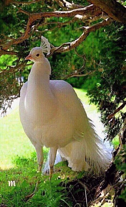 White Albino Peacock 🦚 : r/peacocks