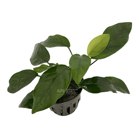 Anubias barteri 'Nana' | APF Aquascape | Aquarium Plants Factory®