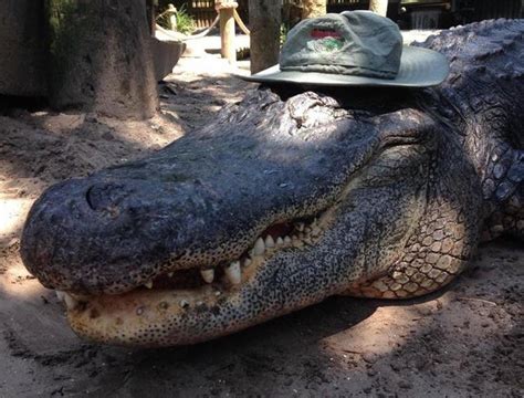 Hes Wearing You As A Hat Alligatorswearinghats