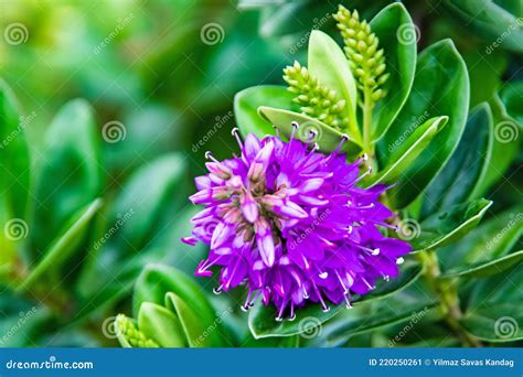 Hebe Veronica Plant And Green Leaves Stock Image Image Of Bright