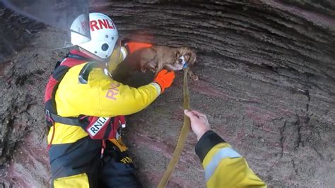 Dog Rescued After Falling 100ft Off Cliff In Devon News Independent Tv