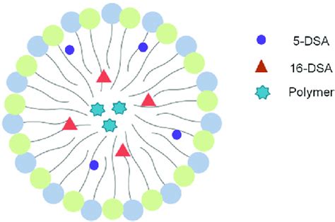 Schematic Representation Of The Localization Of Spin Probes And Polymer