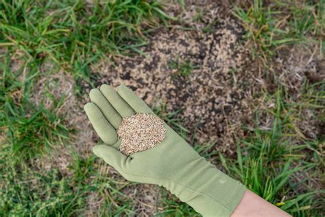 How To Apply Grass Seed Storables