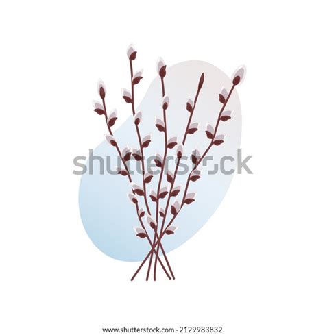 Pussy Willow Branches Budding Buds Spring Stock Vector Royalty Free 2129983832 Shutterstock