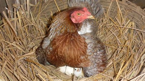 La Crianza De Aves De Corral Es Una Actividad Muy Estimulante Y