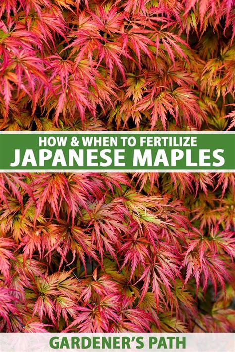 How And When To Fertilize Japanese Maple Trees Gardeners Path Japanese Maple Tree Japanese