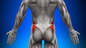 Gluteus Medius Function And Rehabilitation | Nakoa Fitness