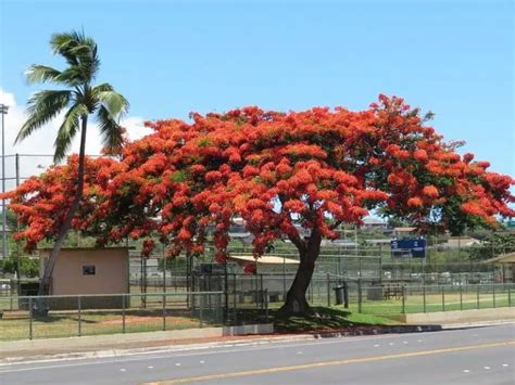 30 Common Trees In Hawaii Native And Introduced Species