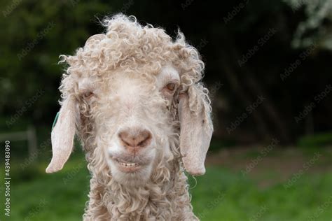 Photo Art Print Ugly Goat Scott