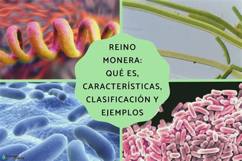 Introducción al Reino Monera Ejemplos y Características