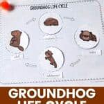 Groundhog Life Cycle Worksheet