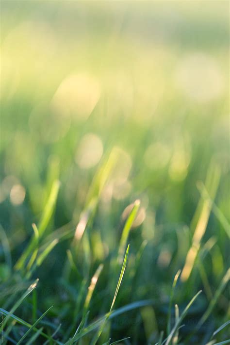 Green Grass Backround By Stocksy Contributor Jovana Milanko Stocksy