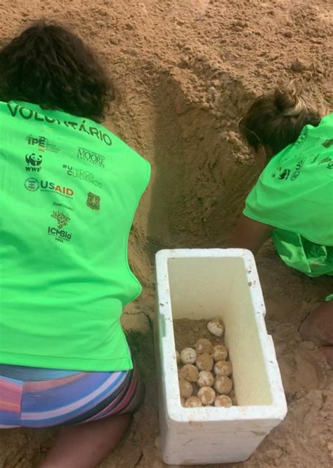 Volunt Rios No Centro Tamar Icmbio Em Fernando De Noronha Pe