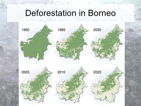 Borneo Deforestation Before And After