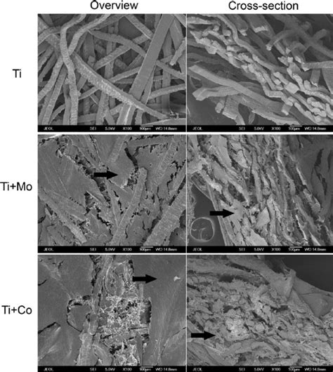 Representative scanning electron microscopy (SEM) images ( n 5 2) of ...