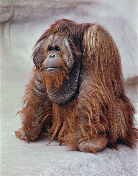 Characteristics and behavior of orangutans | Britannica