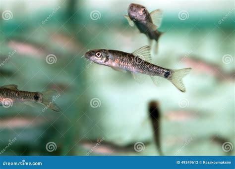 Garra Rufa Fish Stock Photography | CartoonDealer.com #20616590