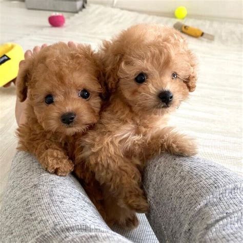 Miniature Poodle Puppies Available Now Postads Ph