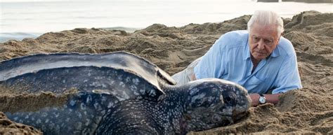 Ocean With David Attenborough - Pearl & Dean