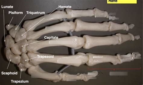 Hand Diagram Quizlet