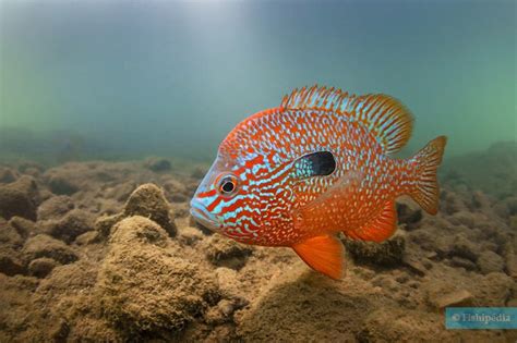Longear sunfish • Lepomis megalotis • Fish sheet
