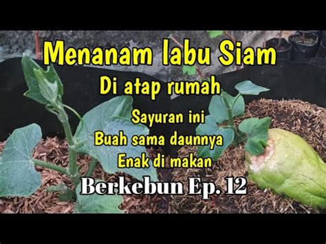 Menanam Labu Siam Di Atap Rumah Berkebun Ep Youtube