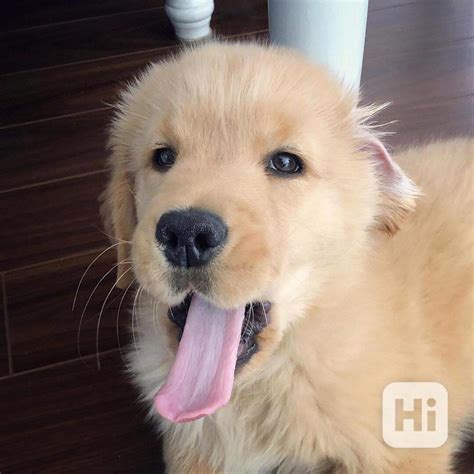 Golden Retriever Bazar Hyperinzerce Cz