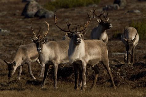 Caribou Species Features Facts Info And More Wwfca