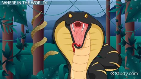 Reticulated Python Vs Anaconda