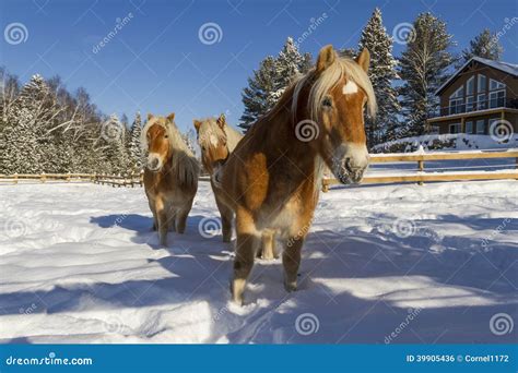 Austrian Haflinger Horses Stock Photo Image Of Austrian 39905436