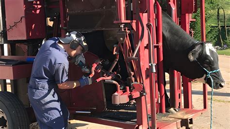 Cows Hoof Cleaning Biggest Cows Dairy Farm Hoof Trimming Hoof Care