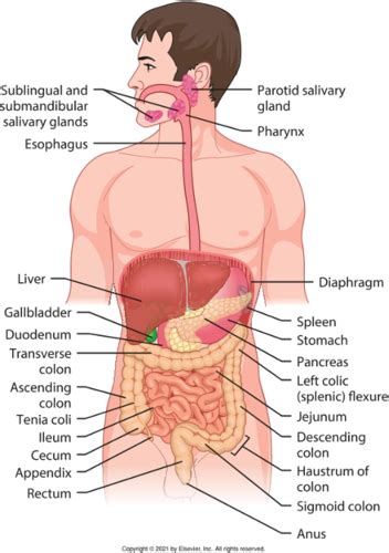 Exam The Gi System Flashcards Quizlet