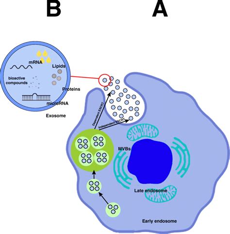 Biogenesis of exosomes and its contents | Download Scientific Diagram