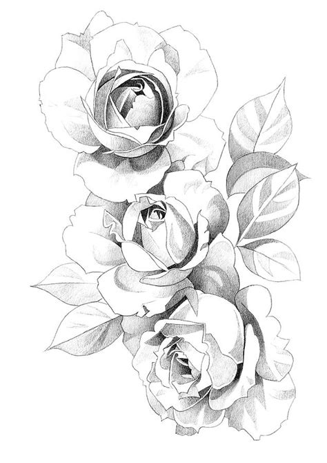 Roses Pencil Drawing Drawing By Matthew Hack Fine Art America