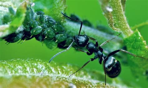 What Eats Black Aphids Full List Pests Banned