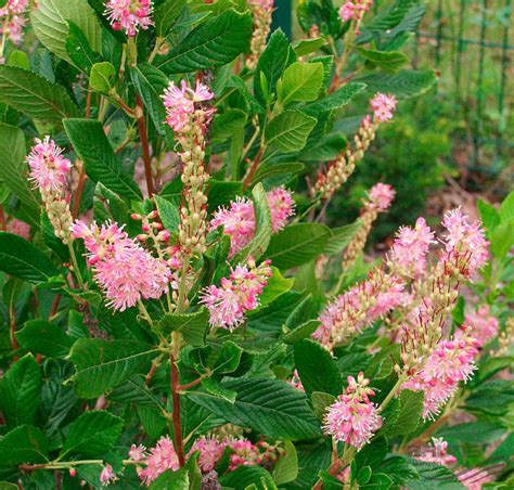 Quel Arbuste Fleurs Persistant De Petite Taille En Plein Soleil Et