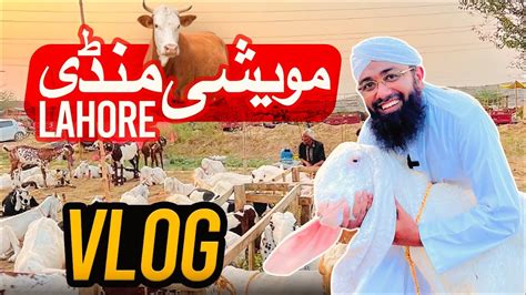 Soban Attari Cow Mandi Vlog Bakra Eid Special Lahore Maweshi Mandi