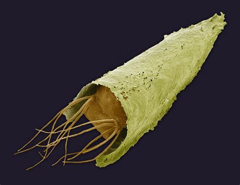 Caddisfly Larva Sem Photograph By Steve Gschmeissner