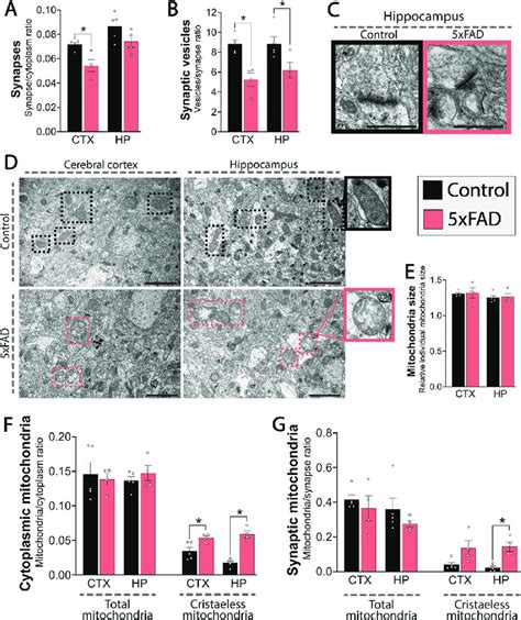 Synaptic And Mitochondrial Changes In The Xfad Brain Ultrastructural