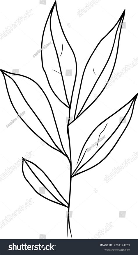 Vintage Botanical Line Drawing Botanical Illustration Stock Vector ...