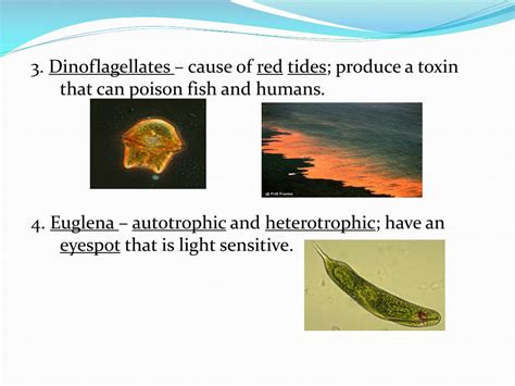 Ppt Biology Notes Chapter 21 “protists” Powerpoint Presentation Free Download Id2282542