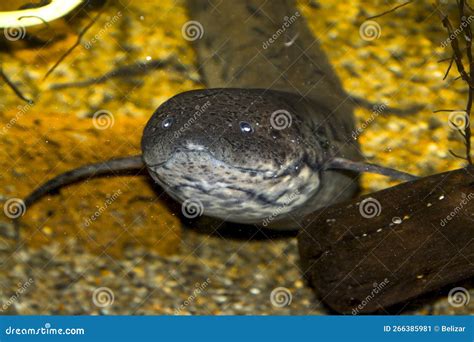 Portrait Of An West African Lungfish Underwater Stock Image Image Of