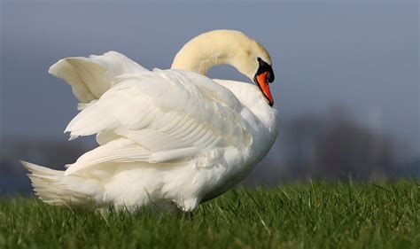 Mute Symphony Knobbelzwaan Male Mute Swan Cygnus Olor Flickr