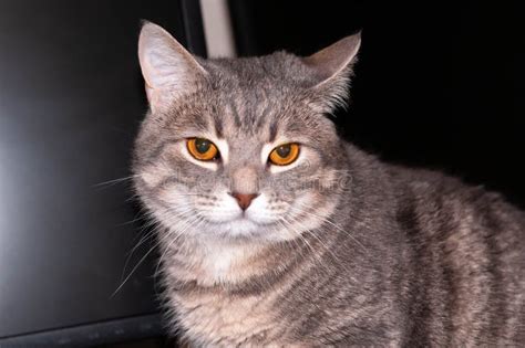 Tabby Cat With Brown Eyes Looking At Camera On Dark Couch At Home Stock