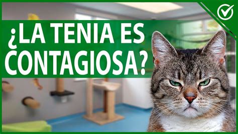 Tenia en Gatos Causas Síntomas y Tratamiento Mi Gato Tiene